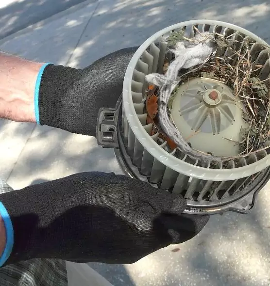 About Air Duct Mice Removal in Tacoma, WA